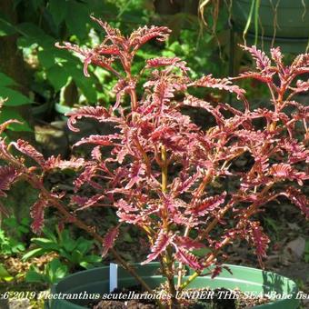 Plectranthus scutellarioides UNDER THE SEA 'Bone fish'