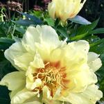 Paeonia itoh 'Bartzella' - 