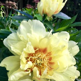 Paeonia itoh 'Bartzella'