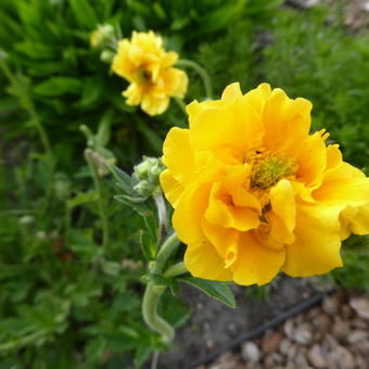 Geum COCKTAIL 'Banana Daiquiri'