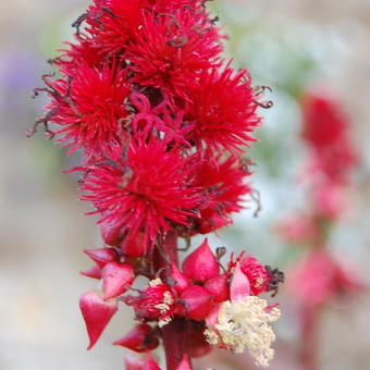 Ricinus communis