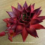 Echeveria agavoides 'Sanguina' - 