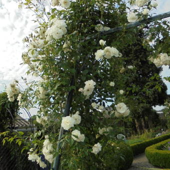 Rosa 'Climbing Schneewittchen'