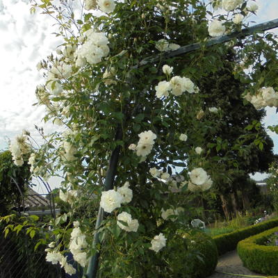 Rosa 'Climbing Schneewittchen' - 