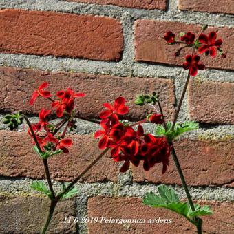 Pelargonium ardens