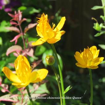 Trollius chinensis 'Golden Queen'