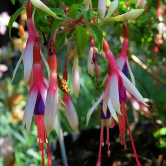 Fuchsia magellanica var. arauco