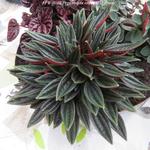 Peperomia caperata 'Rosso' - 