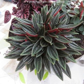 Peperomia caperata 'Rosso'