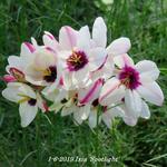 Ixia 'Spotlight' - 