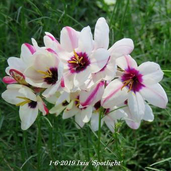 Ixia 'Spotlight'