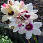 Ixia 'Spotlight' - 