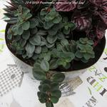 Peperomia verticillata 'Red Log' - 