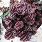 Peperomia caperata 'Schumi Red' - 