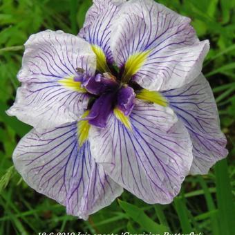 Iris ensata 'Caprician Butterfly'