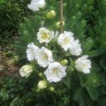 Campanula persicifolia  'Grandiflora Alba' - Campanula persicifolia 'Grandiflora Alba'