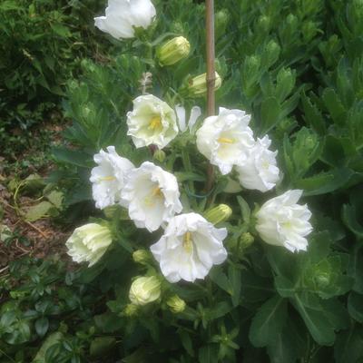 Campanula persicifolia  'Grandiflora Alba'