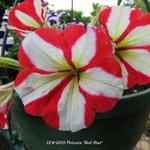 Petunia 'Red Star' - 