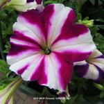 Petunia 'AMORE Joy' - 