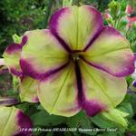 Petunia HEADLINER 'Banana Cherry Swirl' - 