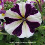 Petunia EASY WAVE 'Burgundy Star' - 