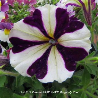 Petunia EASY WAVE 'Burgundy Star'