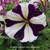 Petunia EASY WAVE 'Burgundy Star'