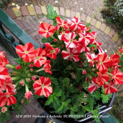 Verbena x hybrida 'SUPERBENA Cherry Burst' - 