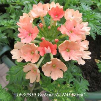 Verbena 'LANAI Peach'