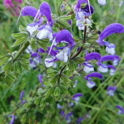 Salvia 'Madeline' - 