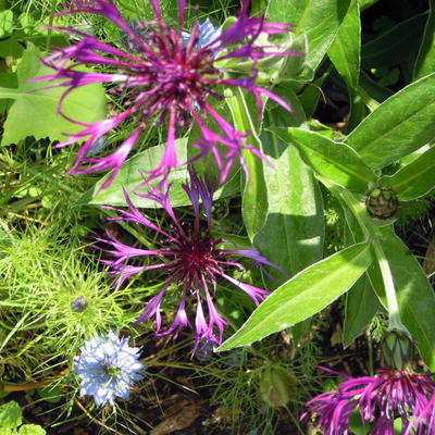 Centaurea montana 'Amethyst Dream' - Centaurea montana 'Amethyst Dream'