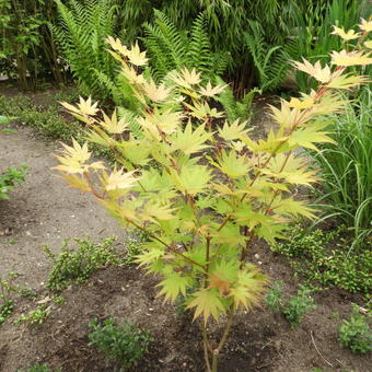 Acer shirasawanum 'Jordan'