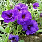 Calibrachoa 'Can Can serie' - 