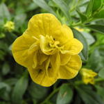 Calibrachoa 'Can Can serie' - 