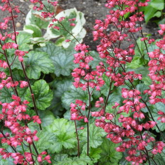 Heuchera CITY 'Paris'