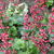 Heuchera CITY 'Paris'