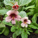 Rehmannia henryi - 