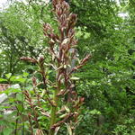 Yucca gloriosa var. tristis - Yucca gloriosa var. recurvifolia