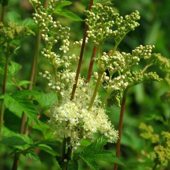 Filipendula ulmaria