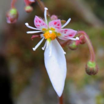 Saxifraga stolonifera 'Japon'