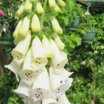 Digitalis purpurea 'Alba'