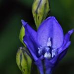 Triteleia 'Blues' - 