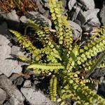 Asplenium adulterinum - Asplénium falsifié