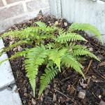 Polystichum dracomontanum - 