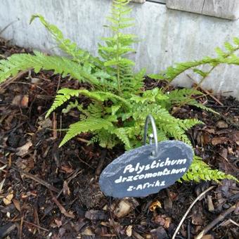 Polystichum dracomontanum