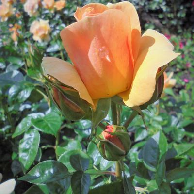 Rosa 'Hansestadt Rostock' - 