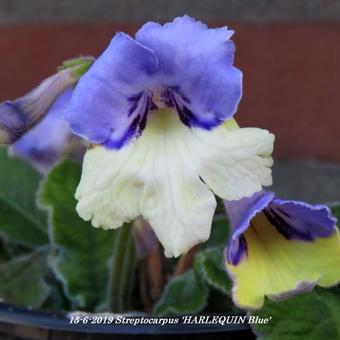 Streptocarpus 'HARLEQUIN Blue'