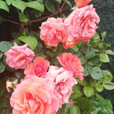 Rosa 'Newsflash' - 