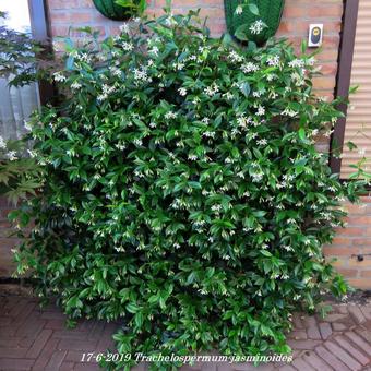 Trachelospermum jasminoides