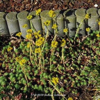 Sedum reflexum